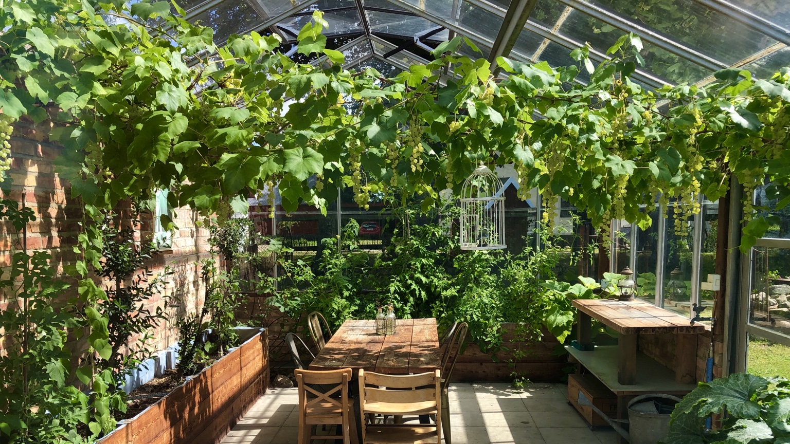 Greenhouse seating beneath lush vines